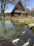 Koi Carp, Reflection of Gasshou Zukuri Thatched Roof Houses, Shirokawago, Gifu Prefecture