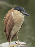 Parkville Heron (Nycticorax Caledonicus), Melbourne Zoo, Melbourne, Victoria, Australia