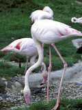 Close-Up of Pink Flamingoes at Tiersgarten, the Zoo, Hietzing, Vienna, Austria