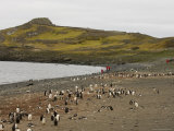 Penguin Colony, Aitcho Island, South Shetland Islands, Antarctica, Polar Regions