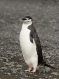 Chinstrap Penguin, Aitcho Island, South Shetland Islands, Antarctica, Polar Regions