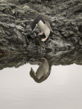Chinstrap Penguin, Aitcho Island, South Shetland Islands, Antarctica, Polar Regions