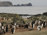 Chinstrap Penguins, Aitcho Island, South Shetland Islands, Antarctica, Polar Regions