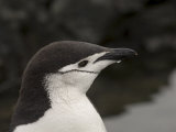 Chinstrap Penguin, Aitcho Island, South Shetland Islands, Antarctica, Polar Regions