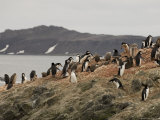 Chinstrap Penguins, Aitcho Island, South Shetland Islands, Antarctica, Polar Regions