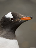 Gentoo Penguin, Aitcho Island, South Shetland Islands, Antarctica, Polar Regions