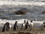 Magellanic Penguin Colony, Seno Otway, Patagonia, Chile, South America