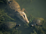 Common Caiman and Mesoamerican Slider Turtle, River Chagres, Soberania Forest National Park, Panama