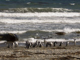 Magellanic Penguin Colony, Seno Otway, Patagonia, Chile, South America
