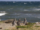 Magellanic Penguin Colony, Seno Otway, Patagonia, Chile, South America