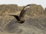 South Polar Skua (Stercorarius Maccormicki), Telephone Bay, Deception Island, Antarctica