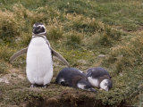 Magellanic Penguin Colony, Seno Otway, Patagonia, Chile, South America