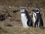 Magellanic Penguin Colony, Seno Otway, Patagonia, Chile, South America