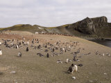 Gentoo Penguins, Aitcho Island, South Shetland Islands, Antarctica, Polar Regions
