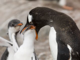Gentoo Penguins, Petermann Island, Lemaire Channel, Antarctic Peninsula, Antarctica, Polar Regions