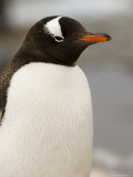 Gentoo Penguin, Petermann Island, Lemaire Channel, Antarctic Peninsula, Antarctica, Polar Regions