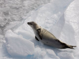 Crabeater Seal (Lobodon Carcinophagus), Lemaire Channel, Antarctic Peninsula, Antarctica