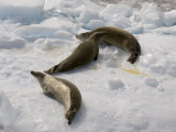 Crabeater Seals (Lobodon Carcinophagus), Lemaire Channel, Antarctic Peninsula, Antarctica