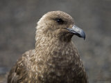 South Polar Skua (Stercorarius Maccormicki), Telephone Bay, Deception Island, Antarctica