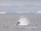 Whale Near Livingston Island, South Shetland Islands, Antarctica, Polar Regions