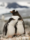 Gentoo Penguins, Petermann Island, Lemaire Channel, Antarctic Peninsula, Antarctica, Polar Regions