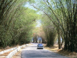 Buy Bamboo Avenue, St. Elizabeth, Jamaica, West Indies, Central America at AllPosters.com