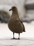 South Polar Skua (Stercorarius Maccormicki), Petermann Island, Lemaire Channel, Antarctica