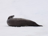 Crabeater Seal on Iceberg Near Pleneau Island, Lemaire Channel, Antarctic Peninsula, Polar Regions