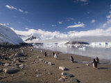 Gentoo Penguins, Neko Harbor, Gerlache Strait, Antarctic Peninsula, Antarctica, Polar Regions