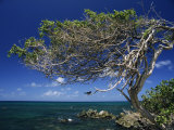 Divi Divi Tree, Cudarebe Point, Aruba, West Indies, Dutch Caribbean, Central America