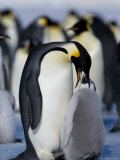 Emperor Penguin (Aptenodytes Forsteri) and Chick, Snow Hill Island, Weddell Sea, Antarctica