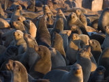 South African Fur Seals, Arcotocephalus Pusillus, Cape Cross, Namibia, Africa