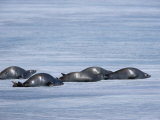 Weddell Seal (Leptonychotes Weddellii), Weddell Sea, Antarctic Peninsula, Antarctica, Polar Regions