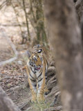 Bengal Tiger, Panthera Tigris Tigris, Bandhavgarh National Park, Madhya Pradesh, India
