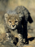 Cheetah Cub, Acinonyx Jubatus, Duesternbrook Private Game Reserve, Windhoek, Namibia, Africa