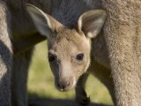 Eastern Grey Kangaroo (Macropus Fuliginosus), Marramarang National Park, New South Wales, Australia