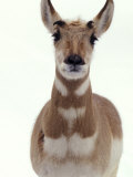 African Antelope, Captive