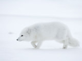 Arctic Fox (Polar Fox) (Alopex Lagopus), Churchill, Hudson Bay, Manitoba, Canada