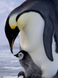 Emperor Penguin (Aptenodytes Forsteri) and Chick, Snow Hill Island, Weddell Sea, Antarctica