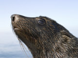 South African Fur Seal, Arcotocephalus Pusillus, Cape Cross, Namibia, Africa