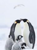 Emperor Penguins (Aptenodytes Forsteri) and Chicks, Snow Hill Island, Weddell Sea, Antarctica