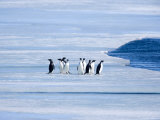 Adelie Penguins (Pygoscelis Adeliae), Browns Bluff, Weddell Sea, Antarctic Peninsula