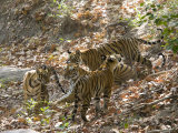 Bengal Tigers, Panthera Tigris Tigris, Bandhavgarh National Park, Madhya Pradesh, India