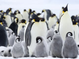 Emperor Penguins (Aptenodytes Forsteri) and Chicks, Snow Hill Island, Weddell Sea, Antarctica
