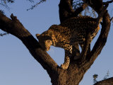 Leopard, Panthera Pardus, Duesternbrook Private Game Reserve, Windhoek, Namibia, Africa