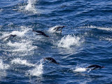 Gentoo Penguins, Browns Bluff, Drake Passage, Weddell Sea, Antarctic Peninsula, Antarctica