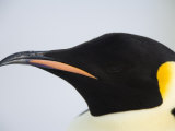 Emperor Penguin (Aptenodytes Forsteri), Snow Hill Island, Weddell Sea, Antarctica, Polar Regions