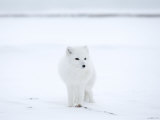 Arctic Fox (Polar Fox) (Alopex Lagopus), Churchill, Hudson Bay, Manitoba, Canada