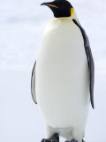 Emperor Penguin (Aptenodytes Forsteri), Snow Hill Island, Weddell Sea, Antarctica, Polar Regions