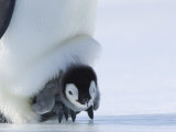 Emperor Penguin Chick (Aptenodytes Forsteri), Snow Hill Island, Weddell Sea, Antarctica